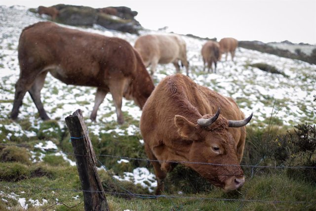 Varias vacas pastan en la Sierra do Xistral, a 23 de febrero de 2023, en Abadín, Lugo, Galicia (España). La Agencia Española de Meteorología activó las alertas por nieve a última hora del pasado miercoles 22 de febrero y ha lanzado varios avisos amarillos