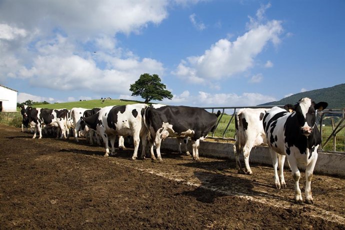 Archivo - Np La Junta Destina 230.000 Euros Al Control Oficial Del Rendimiento Lechero De Bovino, Ovino Y Caprino