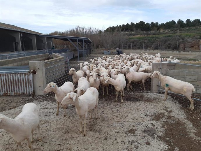 El congreso es el más importante del sector ovino a nivel mundial.