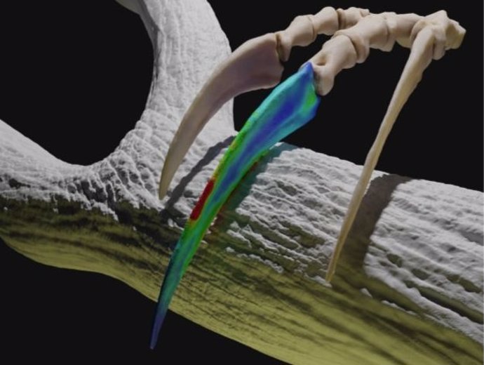 Los terizinosaurios enganchaban las garras para tirar de los árboles