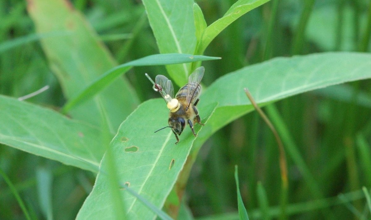 Le api seguono le linee del paesaggio, come i primi piloti