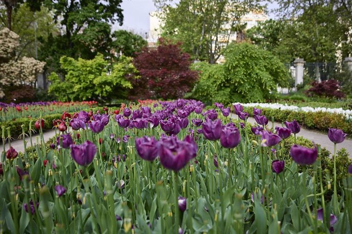 Archivo - Tulipanes y otras flores, en el Real Jardín Botánico, a 23 de abril de 2022, en Madrid (España). El Real Jardín Botánico de Madrid es un centro de investigación del Consejo Superior de Investigaciones Científicas (CSIC). Fernando VI ordenó la 