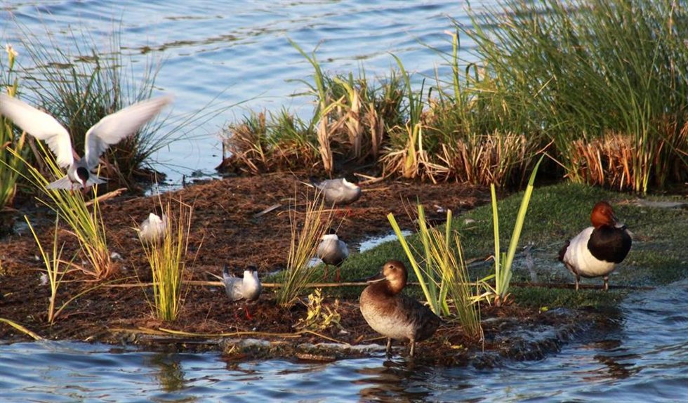 Laguna Primera de Palos.