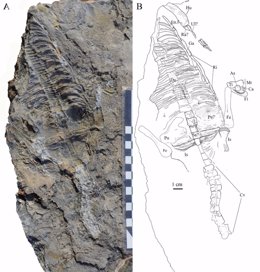Parte de los restos del reptil marino del Triásico Medio de Cehegín (Murcia)