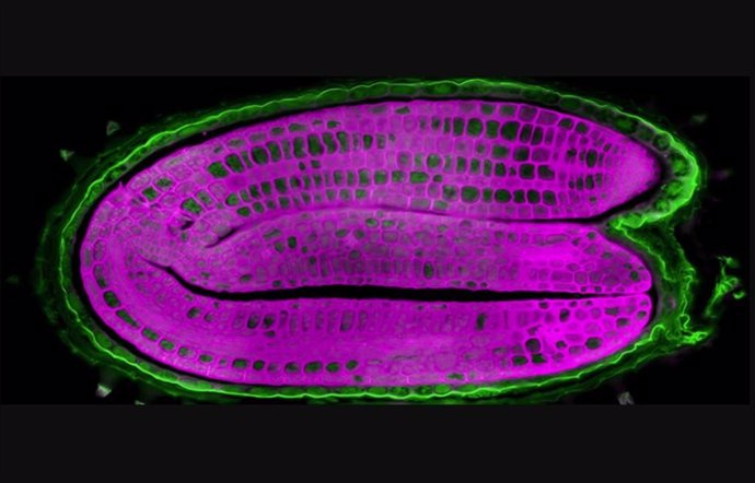 Sección de una semilla de Arabidopsis thaliana, un organismo modelo muy utilizado en las ciencias vegetales.