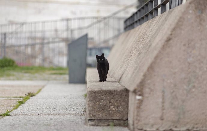 Archivo - Un gato en una calle.
