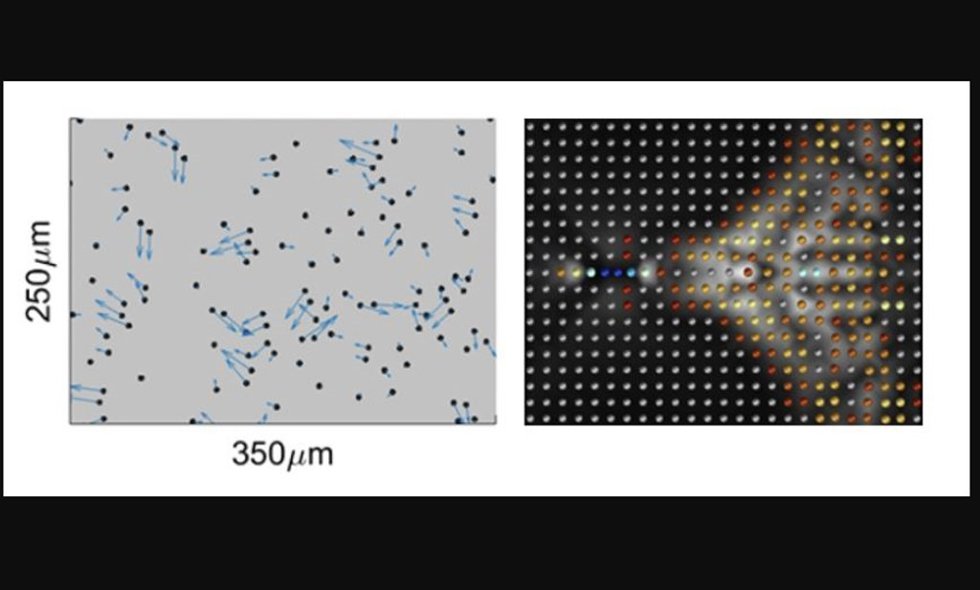 Izqda: medición experimental de partículas coloidales impulsadas en un delgado canal microfluídico. Dcha: simulación de un cristal hidrodinámico, que muestra un par de cuasipartículas propagándose en un cristal hidrodinámico