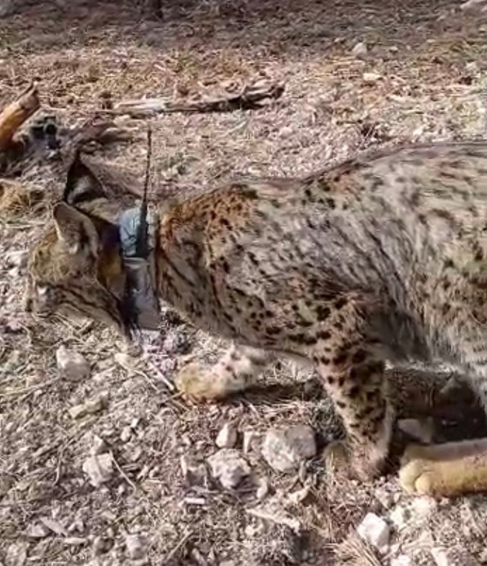 Liberado el cuarto lince ibérico en el recinto de aclimatación de la Región de Murcia