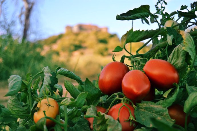 Archivo - Tomates