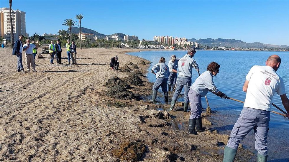 El consejero de Medio Ambiente, Mar Menor, Universidades e Investigación, Juan María Vázquez, durante su visita los trabajos de retirada de biomasa en el Mar Menor
