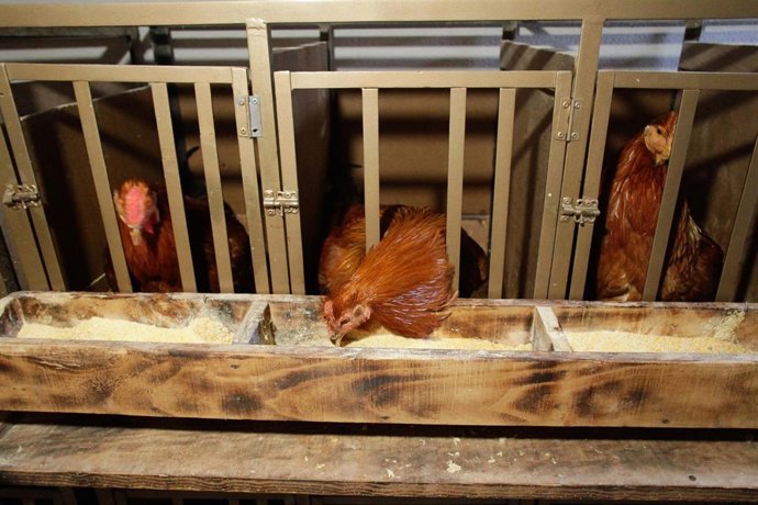 Archivo - Varios capones en jaulas en la granja 