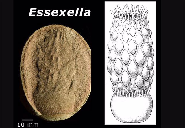 Essexella, una anémona marina fósil de 310 millones de años de Illinois.