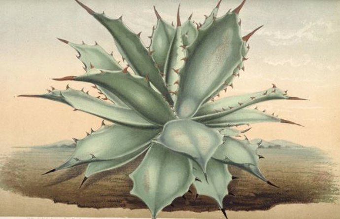 El mezcal se elabora a partir de la savia hervida y destilada de diversas especies de agave.