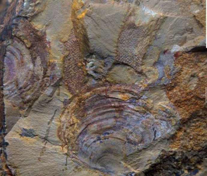 Nuevos fósiles de Protomelission de la biota Xiaoshiba, que muestran la adhesión del alga a una concha de braquiópodo.