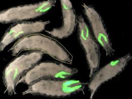 Archivo - Científicos del Instituto de Investigación Biomédica (IRB Barcelona) y del SJD Pediatric Cancer Center Barcelona (PCCB) han desarrollado un modelo de estudio del sarcoma de Ewing en la mosca Drosophila