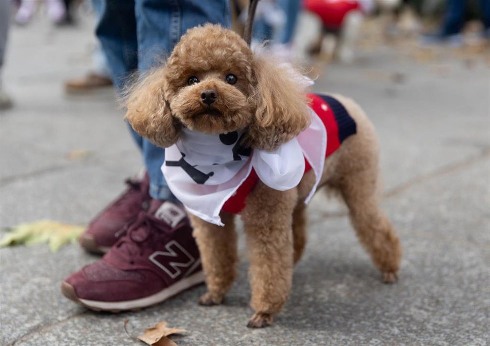 Archivo - Un perro en la décima Sanperrestre, en la Plaza de Cibeles, a 30 de diciembre de 2022, en Madrid (España). La Sanperrestre se ha convertido en una tradición de la Navidad madrileña para todos aquellos que conviven con perros o quieren ayudarle