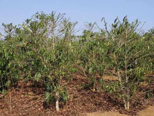Anthropogenic climate change threatens coffee cultivation
