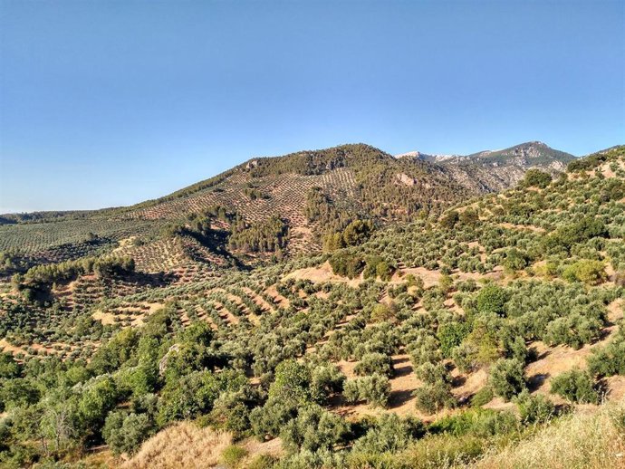 Archivo - Explotaciones de olivar incluidas en la Denominación de Origen Sierra de Segura (Jaén)