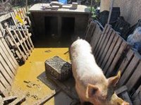 Dos investigados en Granada por maltrato animal por las malas condiciones de cuatro perros y una cerda