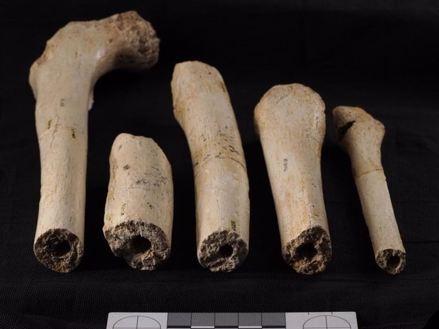 Huesos largos recuperados en la Sima de los Huesos donde se observan las roturas producidas post mortem, por presión de sedimento, que es el patrón dominante en la colección.