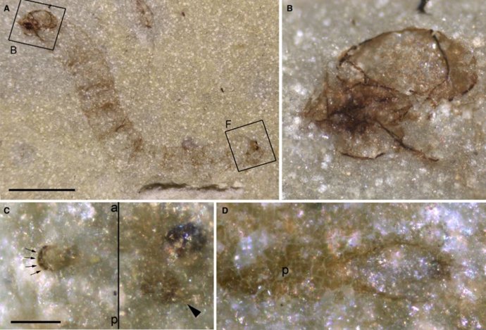 Larva terrestre triásica Protoanisolarva juarezi