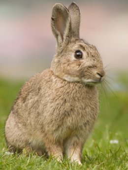 Archivo - Agricultores denuncian la superpoblación de conejos en el Sureste de Madrid