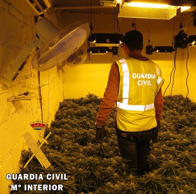 Marihuana intervenida.