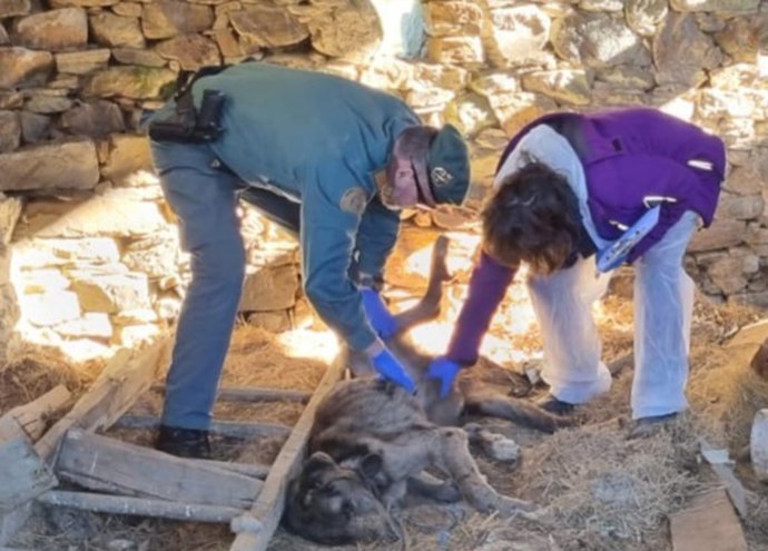 Investigan maltrato animal en Lugo