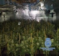 Detienen en Málaga a una pareja con 436 plantas de marihuana en su casa