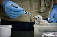 El CREAS de la Comunidad de Madrid atendió 6.700 animales en 2022, un 20% más que un año antes