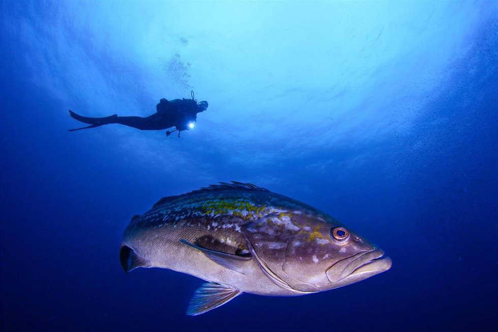 En la Región hay un total de 17 centros de buceo autorizados repartidos por la Costa Cálida.