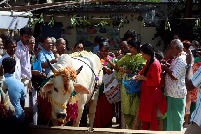 Archivo - Una vaca durante un festival religioso hindú en India