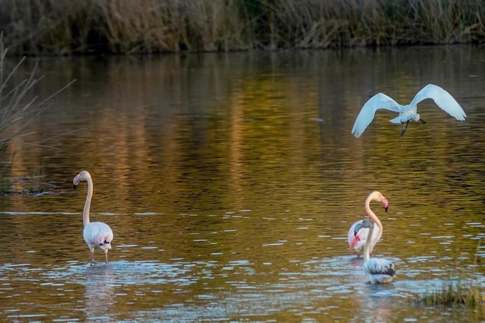 Archivo - Vistas del Charco de la Boca, con aves acuáticas en el centro de visitantes La Rocina, en Doñana.