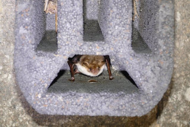 El murciélago en una caja refugio.