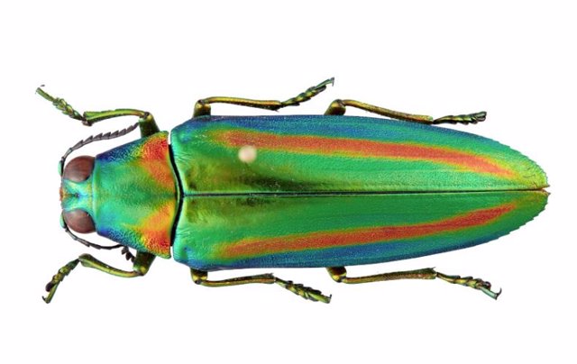 Chrysochroa rajah, una de las especies de escarabajos joya del estudio.
