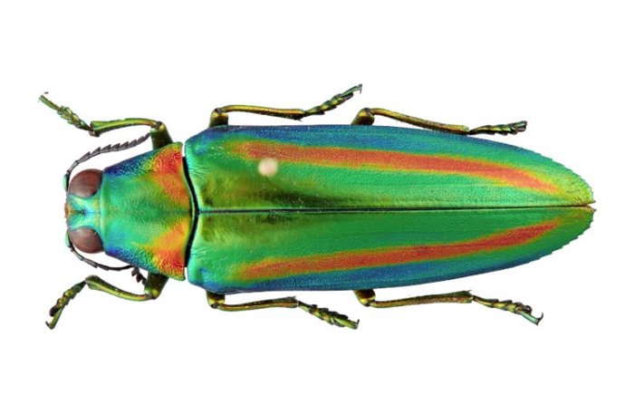 Chrysochroa rajah, una de las especies de escarabajos joya del estudio.