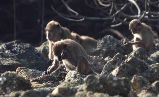 Ejemplo de un macaco de cola larga utilizando una herramienta de piedra para acceder a la comida.