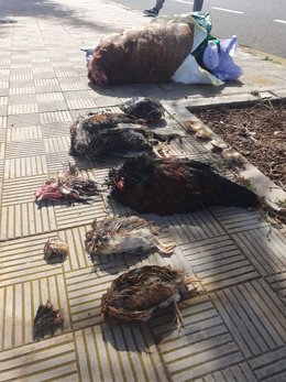 Dos bolsas con un total de seis animales decapitados y arrojados en plena acera fueron hallados a primera hora de la tarde de este domingo en la calle La Revoleada, en El Sobradillo, en Santa Cruz de Tenerife