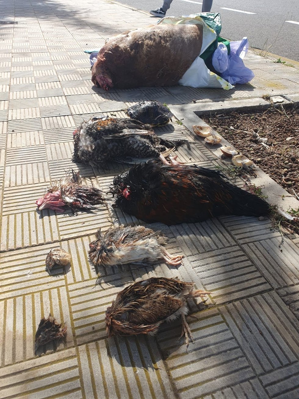 Dos bolsas con un total de seis animales decapitados y arrojados en plena acera fueron hallados a primera hora de la tarde de este domingo en la calle La Revoleada, en El Sobradillo, en Santa Cruz de Tenerife