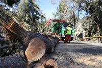 Baleares pedirá al Consejo de Ministros la declaración de Mallorca como zona afectada gravemente tras Juliette