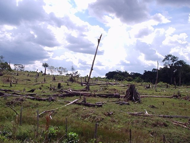 Deforestacion-tropical