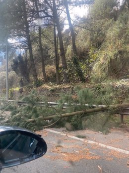 Un árbol caído en Oviedo a causa del viento.