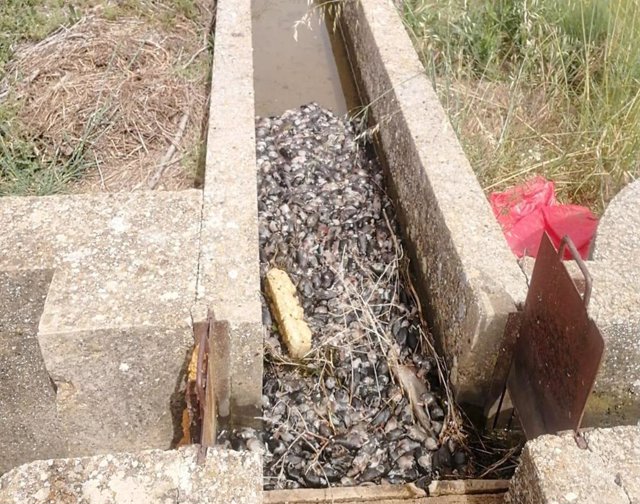 Archivo - Fotografía de una reguera llena de topillos situada en el término municipal de Paredes de Nava