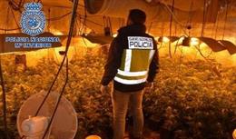 Plantación de marihuana hallada por la Policía Nacional en Alcázar de San Juan
