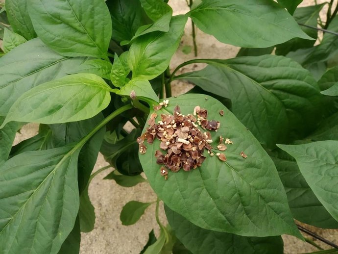 Control biológico de plagas en cultivos de primavera en Almería