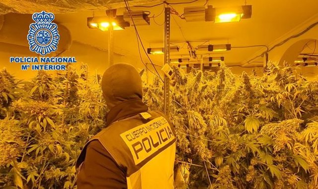 Desmantelan un cultivo con más de 100 kilos de marihuana en un chalet de Los Barrios