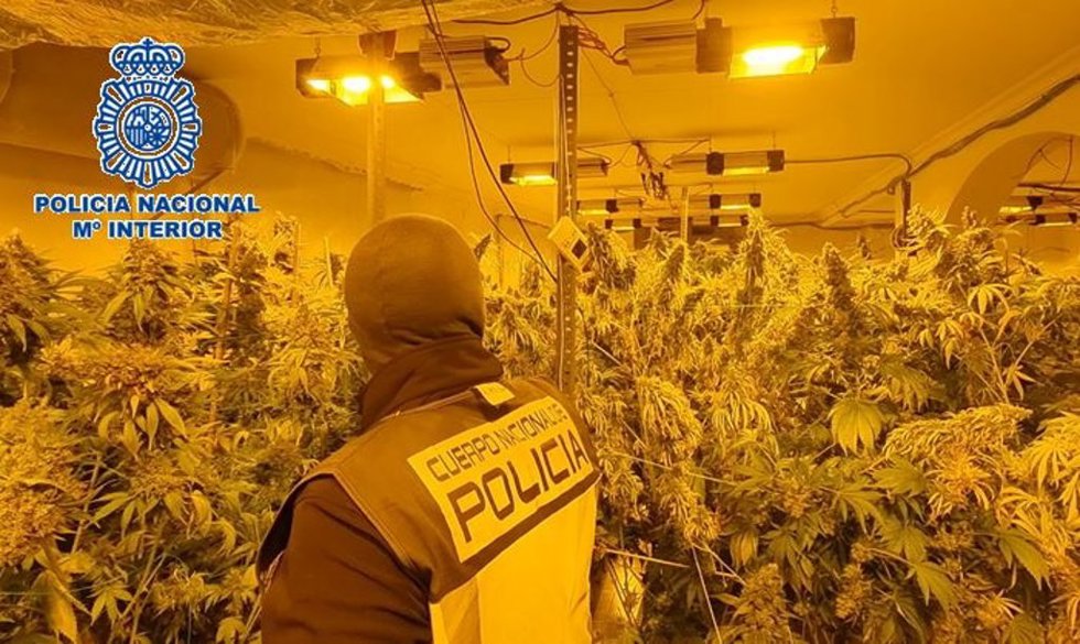 Desmantelan un cultivo con más de 100 kilos de marihuana en un chalet de Los Barrios