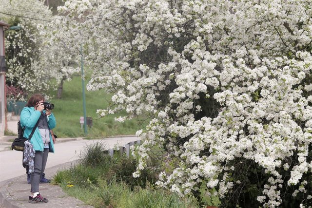 Archivo - Una mujer fotografía los cerezos en flor, en Corullón, a 26 de marzo de 2022, en León, Castilla y León, (España).