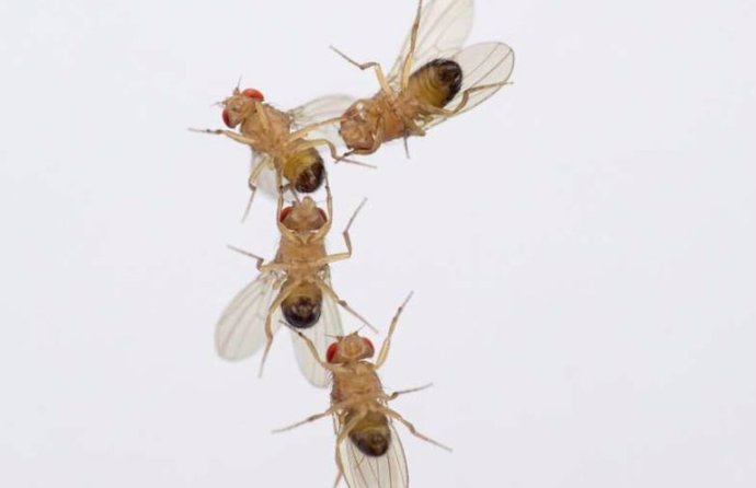 Cadena de cortejo de cuatro moscas Drosophila macho. Las moscas macho exhibieron un comportamiento de cortejo inusual hacia otros machos que habían estado expuestos a niveles elevados de ozono, ya que hoy en día se encuentran a menudo en las ciudades du