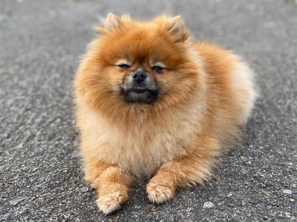 Archivo - Perro.